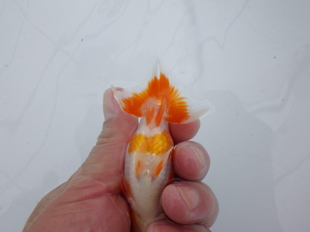 【可愛がってきた当歳らんちゅう 】非常に美しい更紗らんちゅう　約10,5cm  メス？