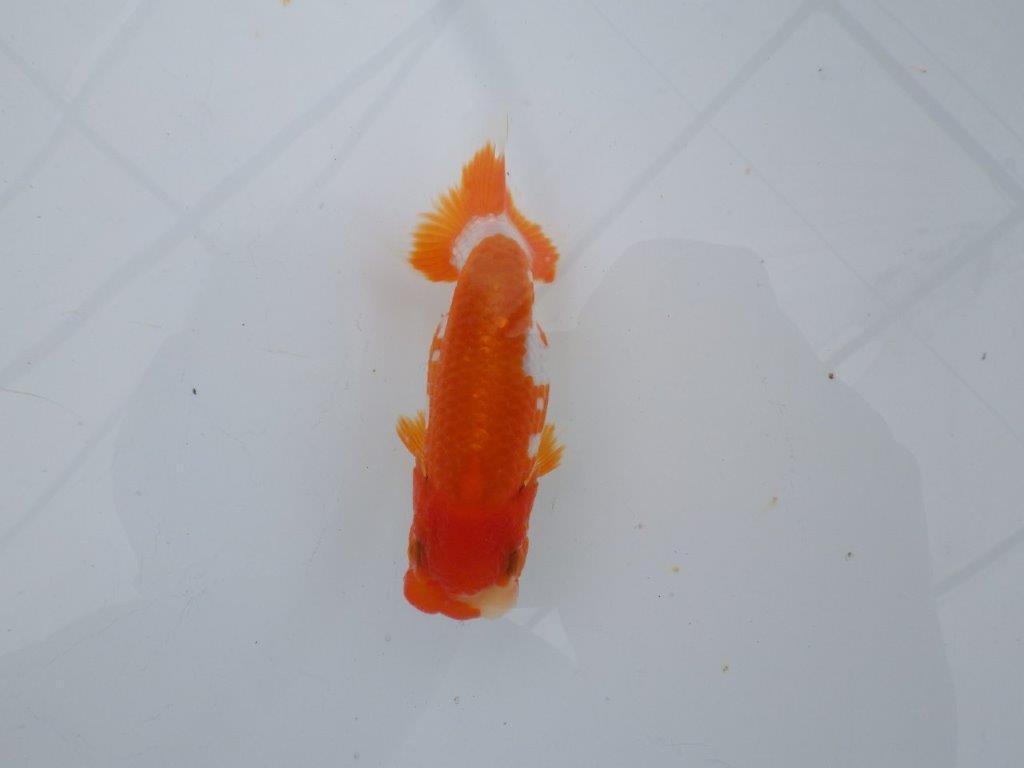 【可愛がってきた当歳らんちゅう 】非常に美しい更紗らんちゅう　約10,5cm  メス？