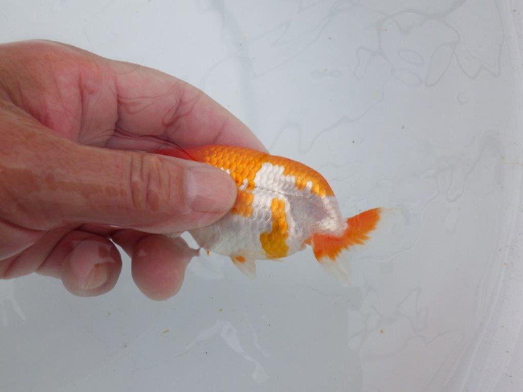 【可愛がってきた当歳らんちゅう 】非常に美しい更紗らんちゅう　約10,5cm  メス？