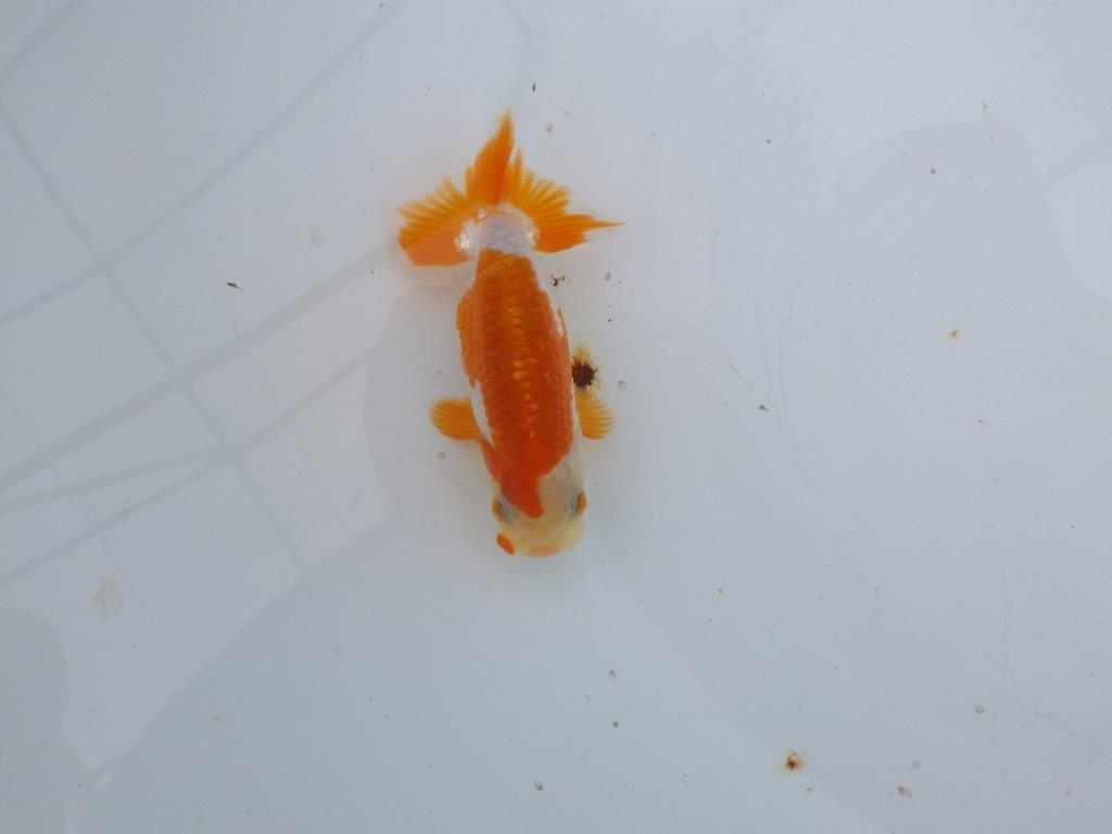 【可愛がってきた当歳らんちゅう 】ご鑑賞お勧め更紗らんちゅう　約10cm  オス？
