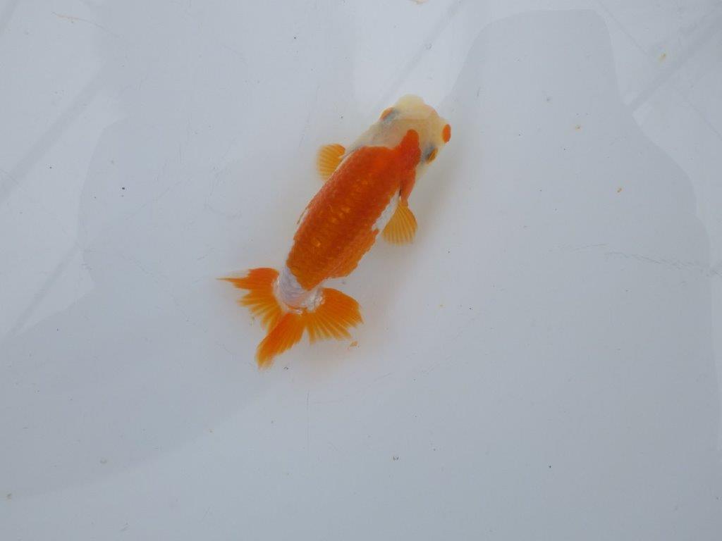 【可愛がってきた当歳らんちゅう 】ご鑑賞お勧め更紗らんちゅう　約10cm  オス？