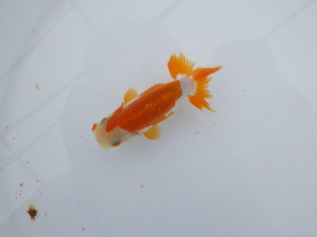 【可愛がってきた当歳らんちゅう 】ご鑑賞お勧め更紗らんちゅう　約10cm  オス？