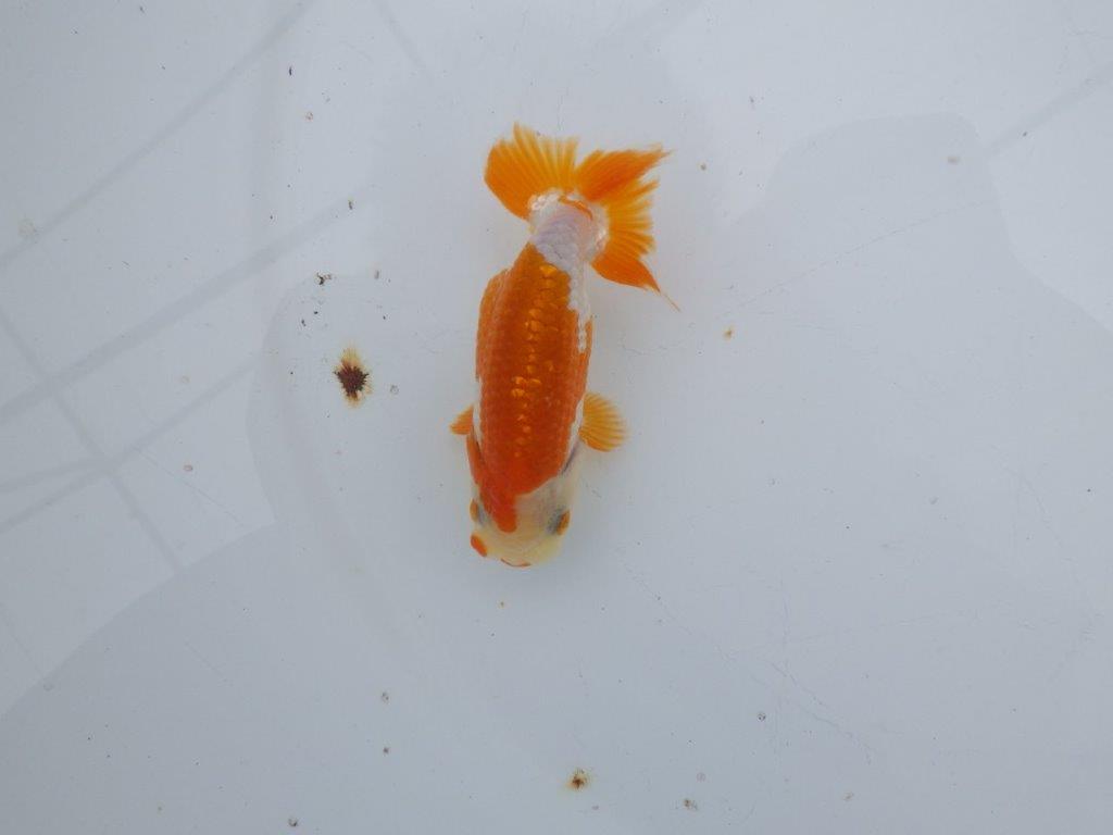 【可愛がってきた当歳らんちゅう 】ご鑑賞お勧め更紗らんちゅう　約10cm  オス？