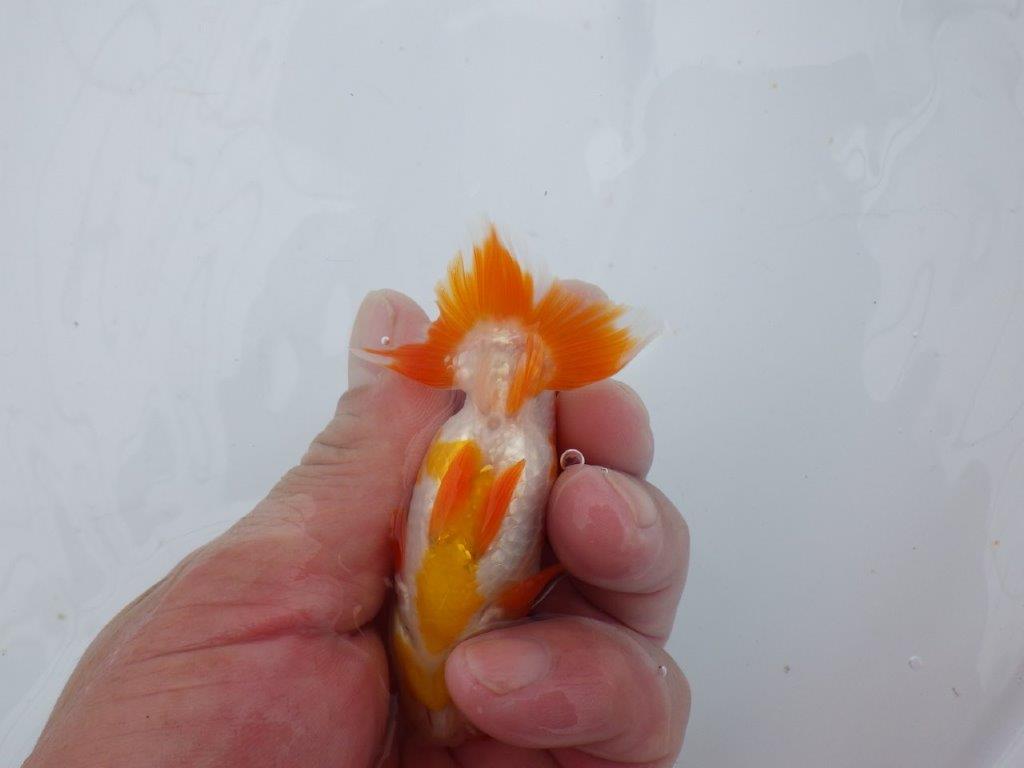【可愛がってきた当歳らんちゅう 】ご鑑賞お勧め更紗らんちゅう　約10cm  オス？