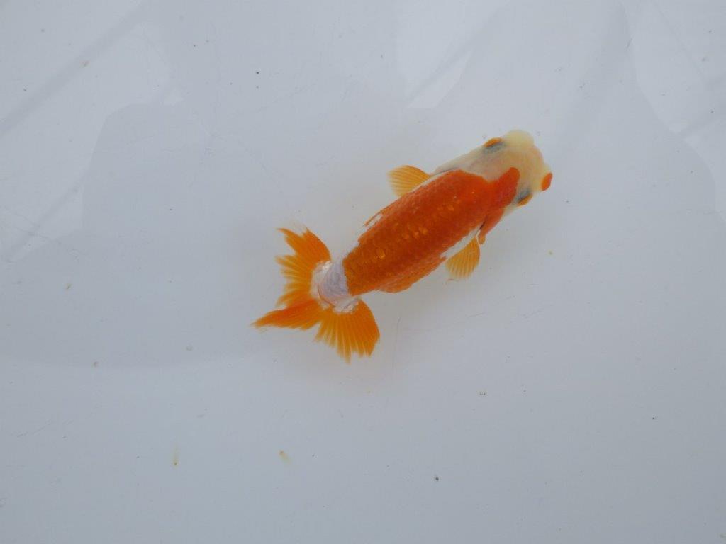 【可愛がってきた当歳らんちゅう 】ご鑑賞お勧め更紗らんちゅう　約10cm  オス？