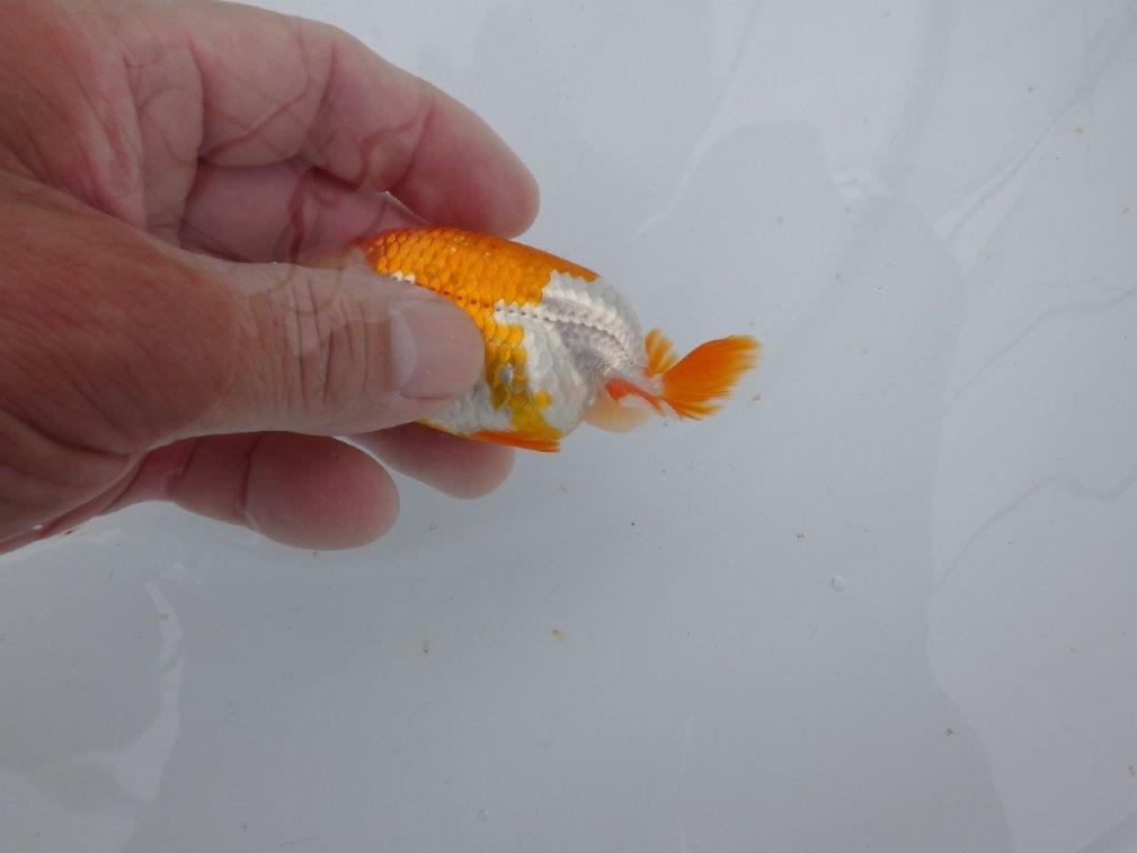 【可愛がってきた当歳らんちゅう 】ご鑑賞お勧め更紗らんちゅう　約10cm  オス？
