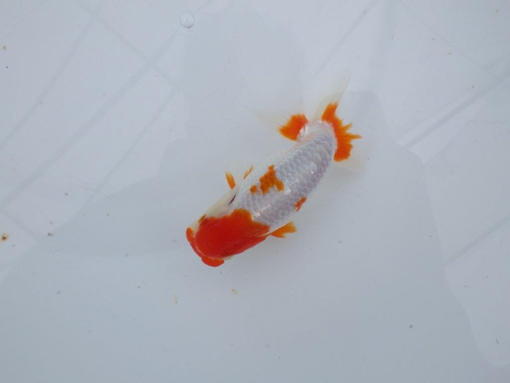 【可愛がってきた当歳らんちゅう 】派手な更紗らんちゅう　約12,5cm  オス？