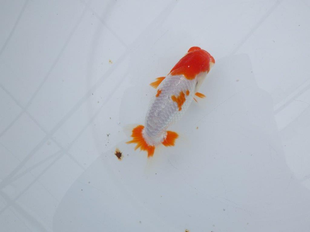 【可愛がってきた当歳らんちゅう 】派手な更紗らんちゅう　約12,5cm  オス？