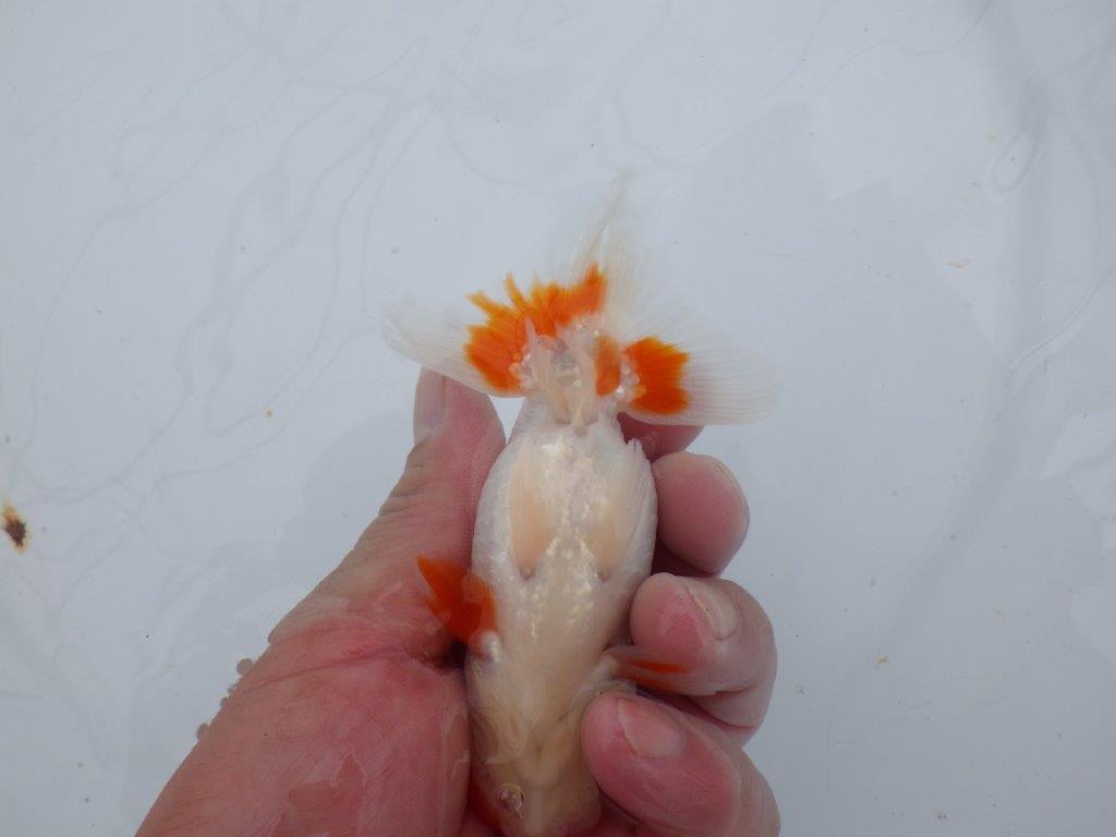 【可愛がってきた当歳らんちゅう 】派手な更紗らんちゅう　約12,5cm  オス？