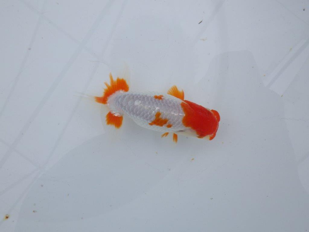 【可愛がってきた当歳らんちゅう 】派手な更紗らんちゅう　約12,5cm  オス？