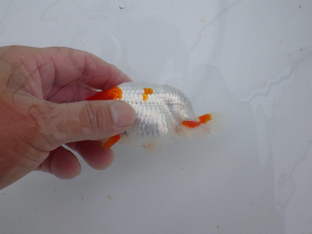 【可愛がってきた当歳らんちゅう 】派手な更紗らんちゅう　約12,5cm  オス？