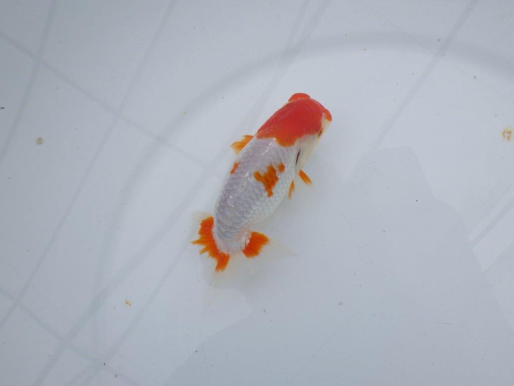 【可愛がってきた当歳らんちゅう 】派手な更紗らんちゅう　約12,5cm  オス？