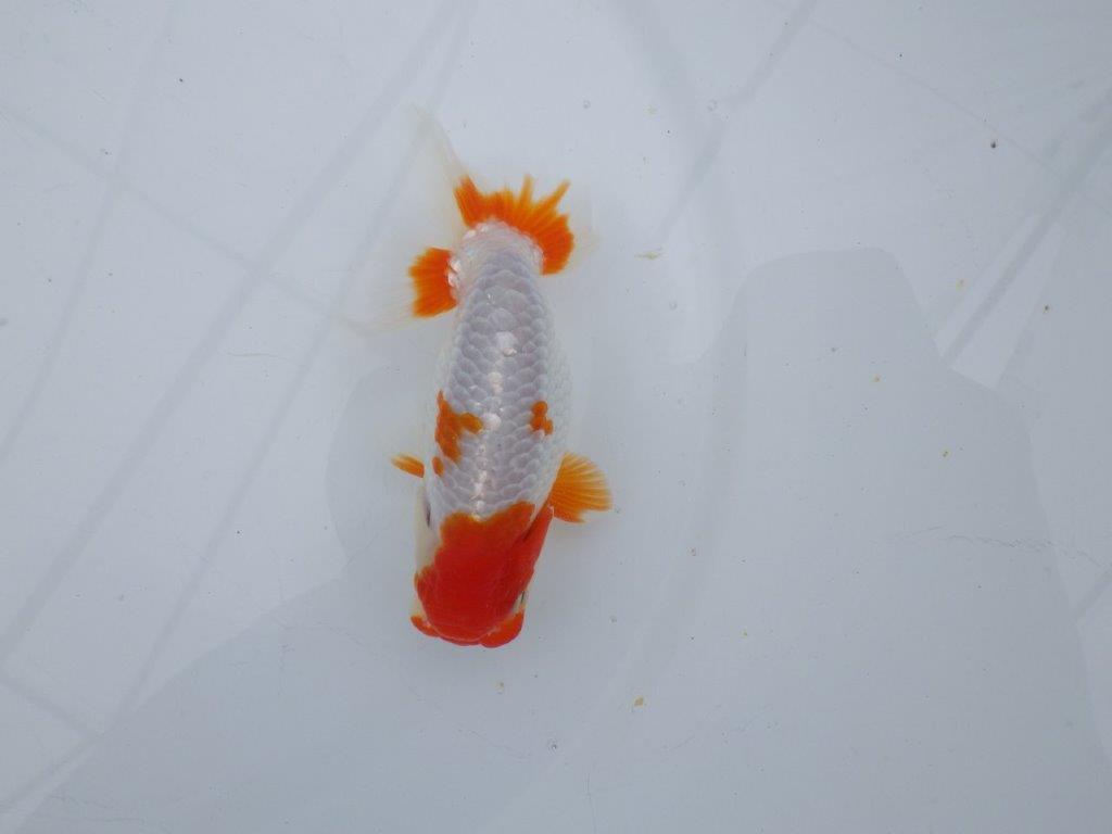 【可愛がってきた当歳らんちゅう 】派手な更紗らんちゅう　約12,5cm  オス？
