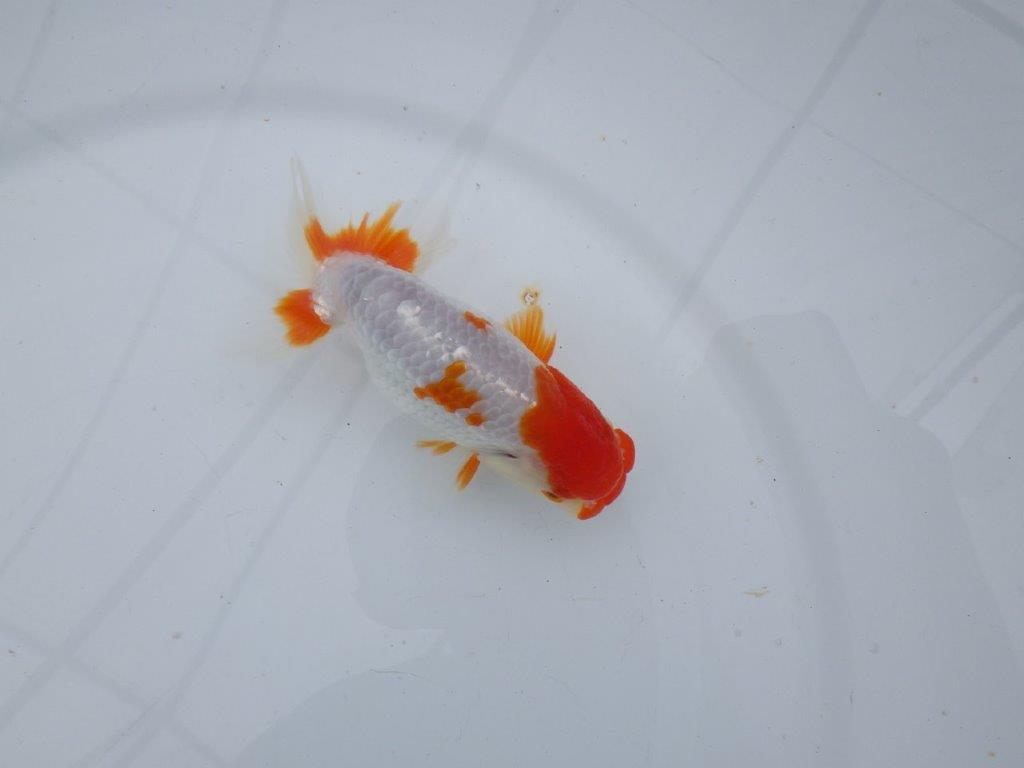 【可愛がってきた当歳らんちゅう 】派手な更紗らんちゅう　約12,5cm  オス？
