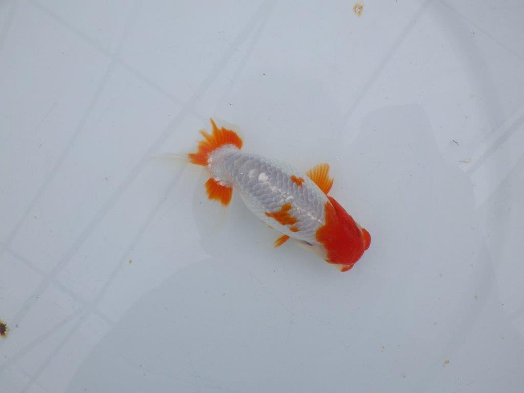 【可愛がってきた当歳らんちゅう 】派手な更紗らんちゅう　約12,5cm  オス？