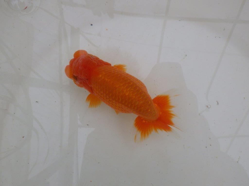【大切にしてきた二歳らんちゅう 】岡山村上暢彦氏　A　約14,5cm  オス？