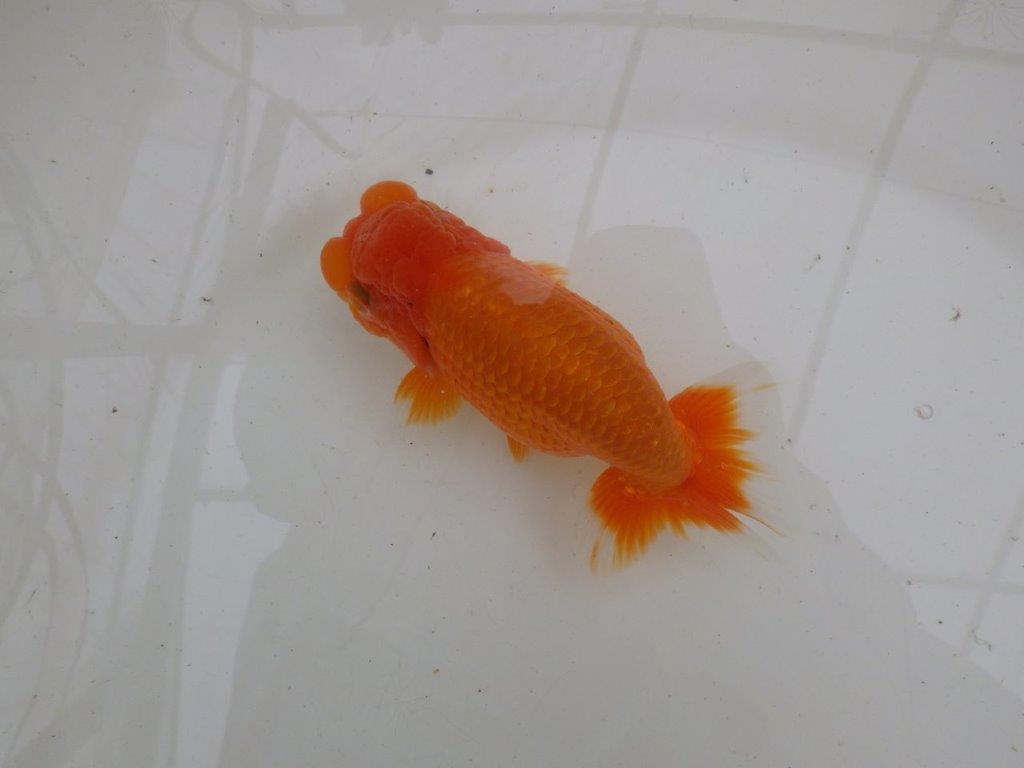 【大切にしてきた二歳らんちゅう 】岡山村上暢彦氏　A　約14,5cm  オス？