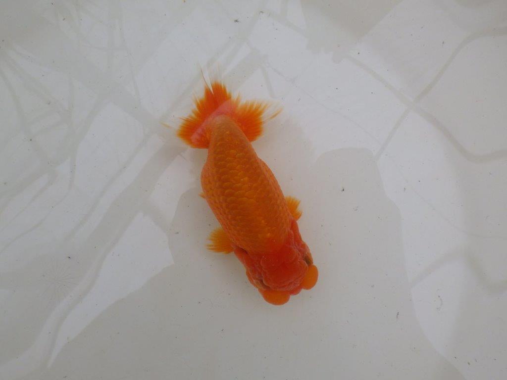 【大切にしてきた二歳らんちゅう 】岡山村上暢彦氏　A　約14,5cm  オス？