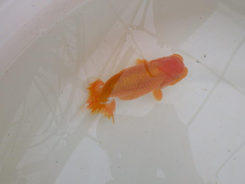 【大切にしてきた二歳らんちゅう 】岡山村上暢彦氏　B　約16,5cm  オス？