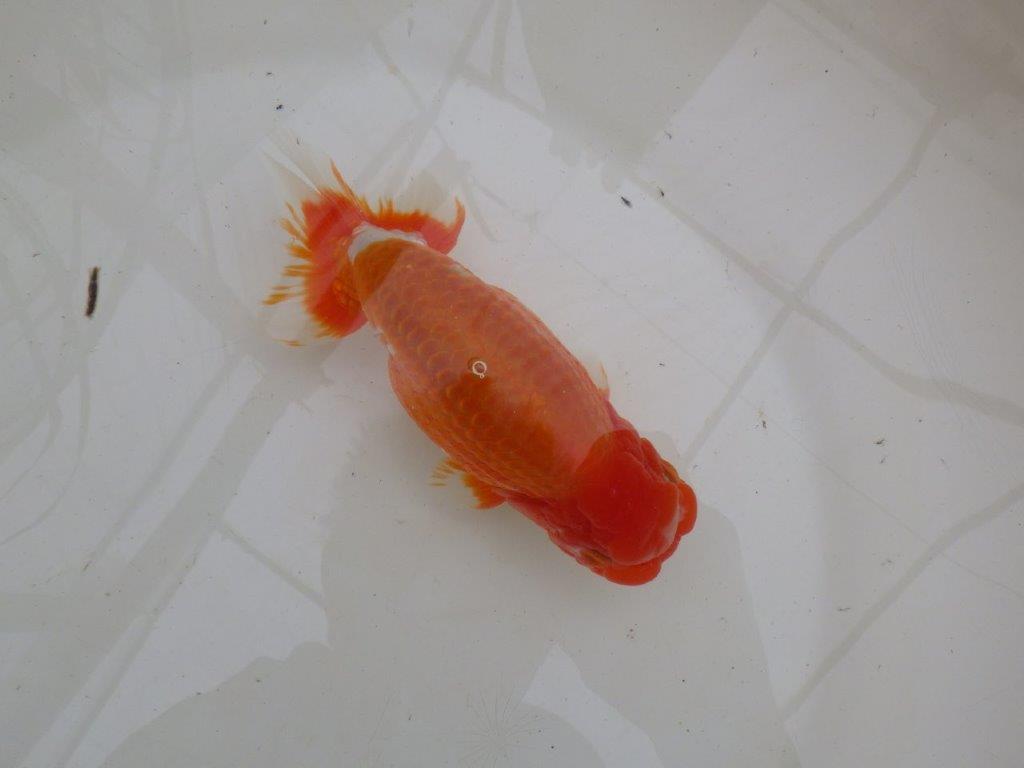 【大切にしてきた二歳らんちゅう 】岡山村上暢彦氏　C　約16,5cm  オス？