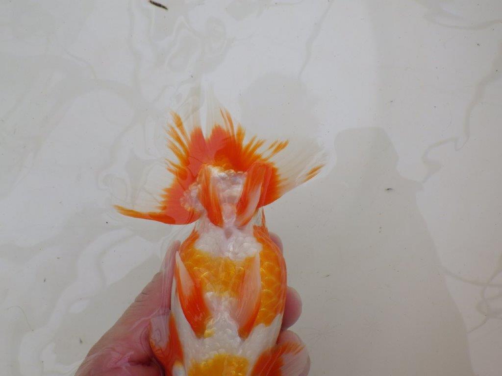 【大切にしてきた二歳らんちゅう 】岡山村上暢彦氏　C　約16,5cm  オス？