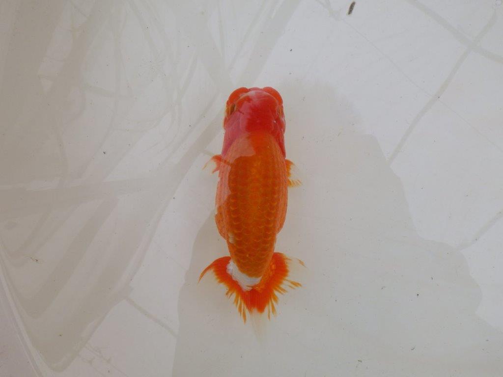 【大切にしてきた二歳らんちゅう 】岡山村上暢彦氏　C　約16,5cm  オス？