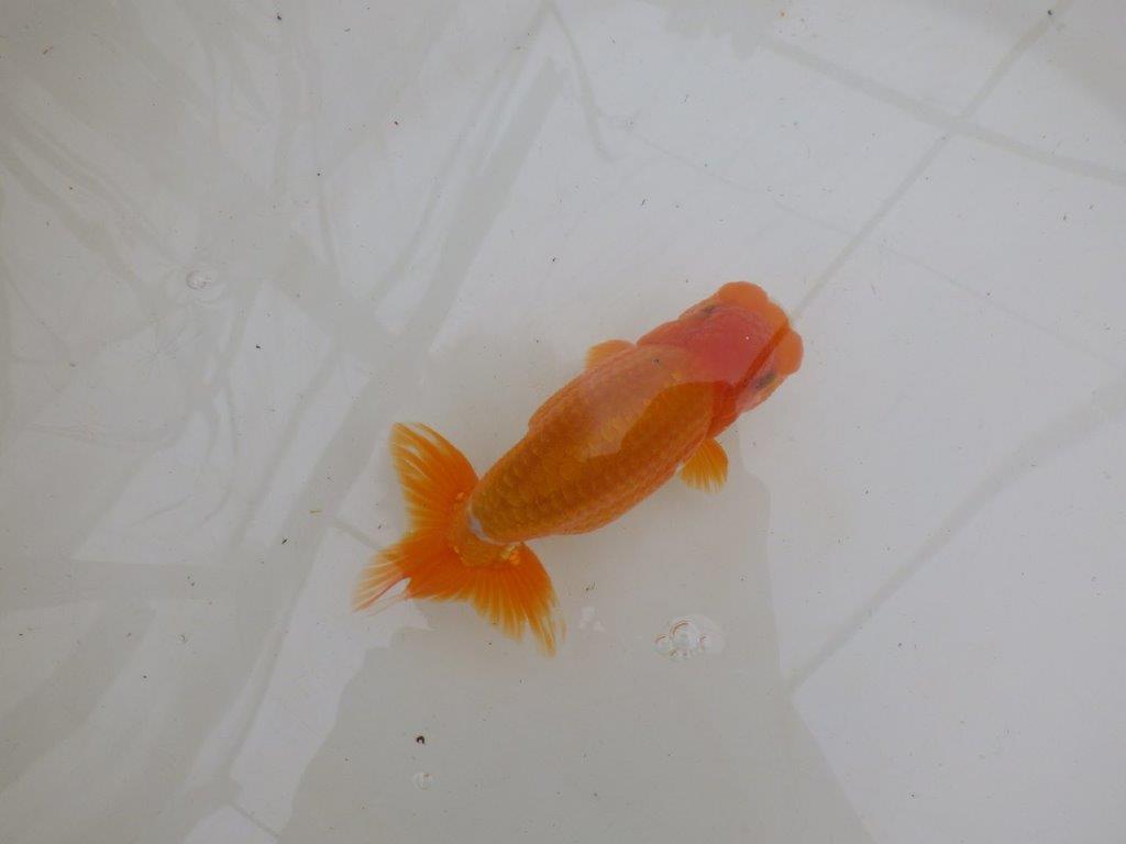 【大切にしてきた二歳らんちゅう 】全国大会東大関獲得ブリーダー　約15cm  オス？