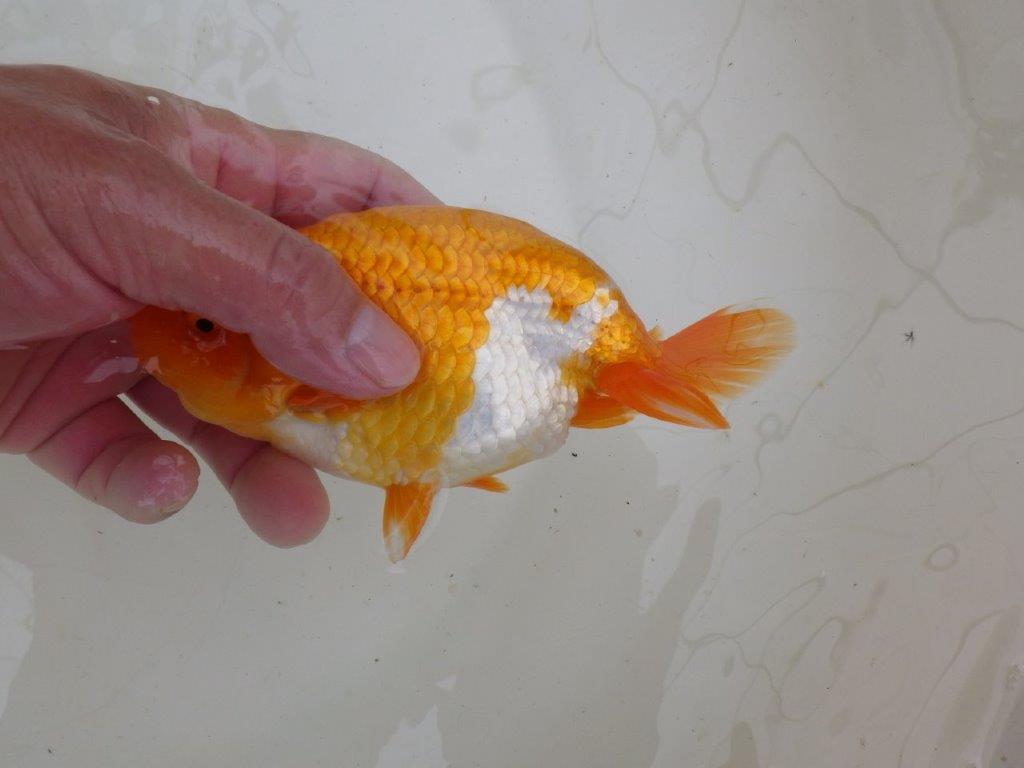 【大切にしてきた二歳らんちゅう 】全国大会東大関獲得ブリーダー　約15cm  オス？