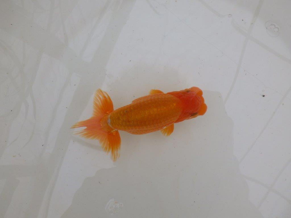 【大切にしてきた二歳らんちゅう 】全国大会東大関獲得ブリーダー　約15cm  オス？