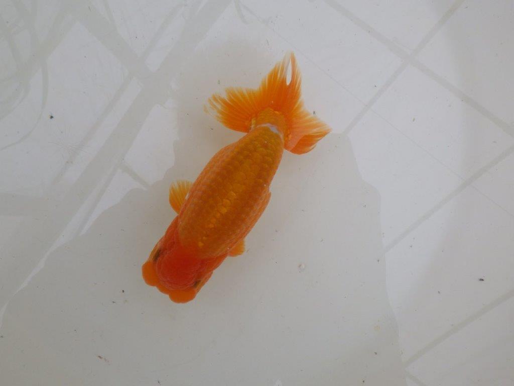 【大切にしてきた二歳らんちゅう 】全国大会東大関獲得ブリーダー　約15cm  オス？