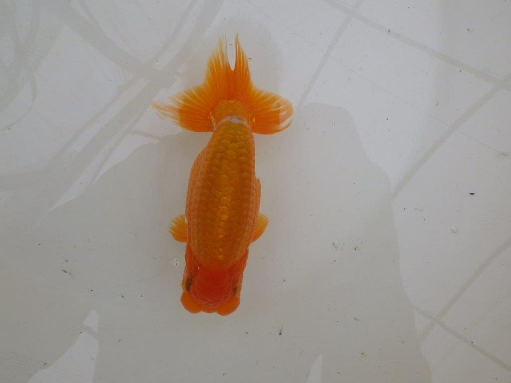 【大切にしてきた二歳らんちゅう 】全国大会東大関獲得ブリーダー　約15cm  オス？