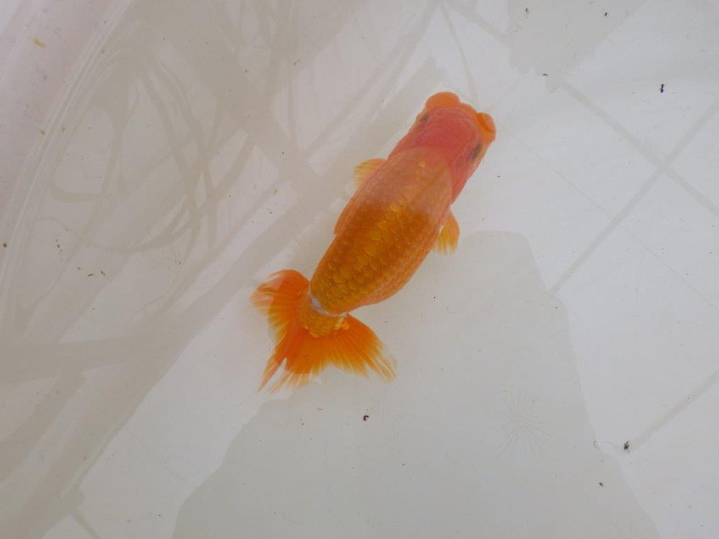 【大切にしてきた二歳らんちゅう 】全国大会東大関獲得ブリーダー　約15cm  オス？