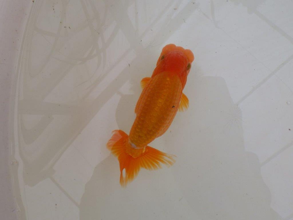 【大切にしてきた二歳らんちゅう 】全国大会東大関獲得ブリーダー　約15cm  オス？