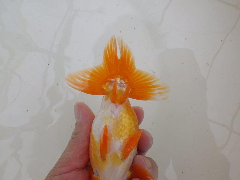 【大切にしてきた二歳らんちゅう 】全国大会東大関獲得ブリーダー　約15cm  オス？