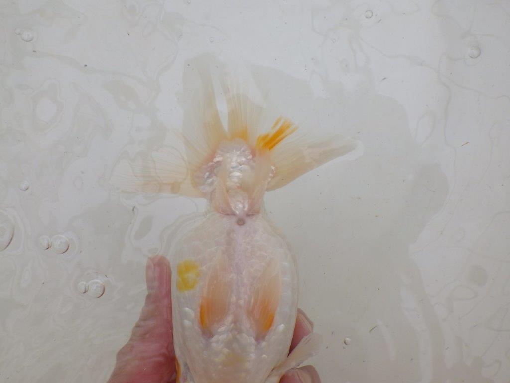 【大切にしてきた二歳らんちゅう 】愛知　磯村氏　約17cm  オス？
