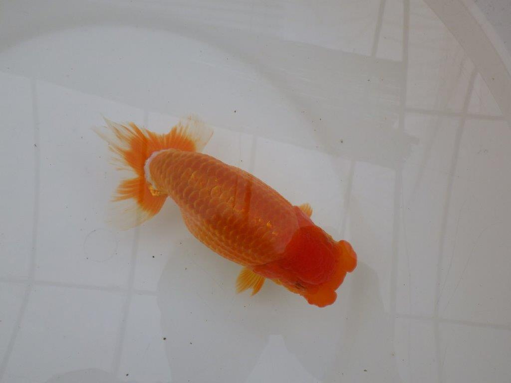 【 鉄板！！】素晴らしい頭、フンタンの発育！当歳らんちゅう　東大関系統　約15,5㎝  メス？の上身