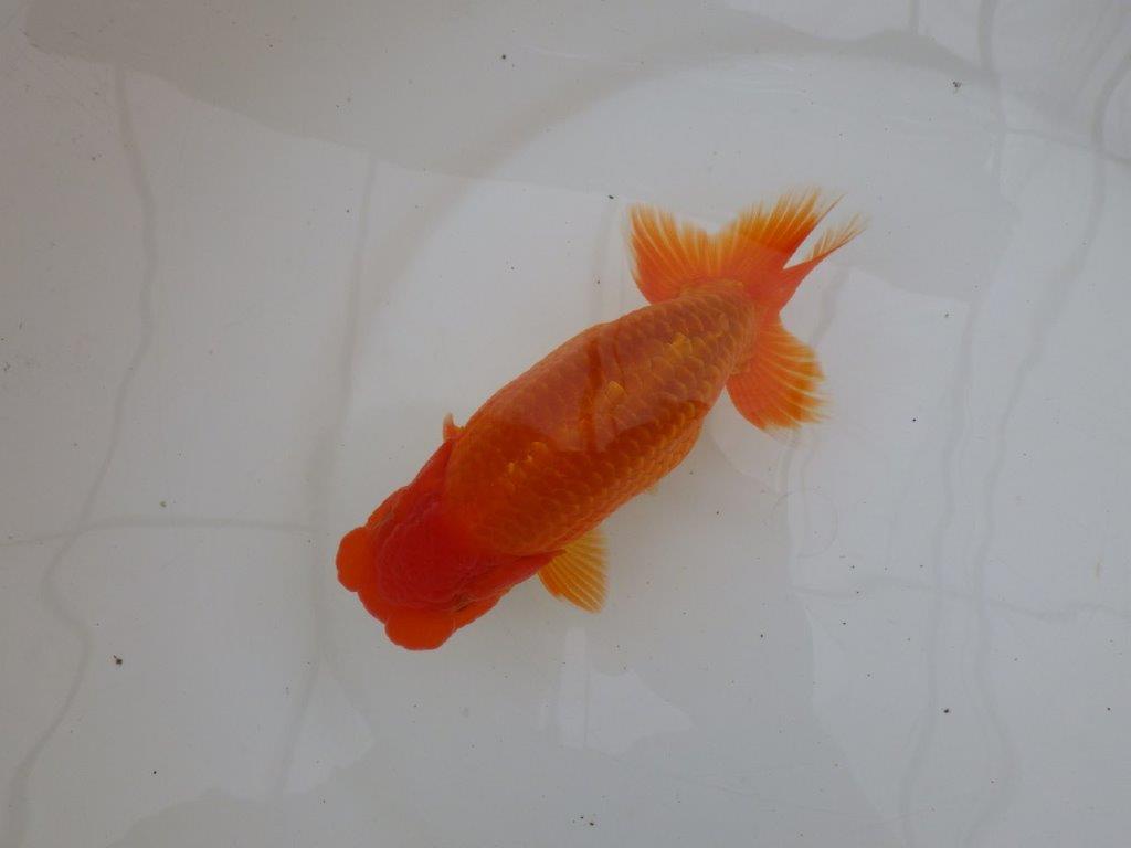 【 鉄板！！】素晴らしい雰囲気！　当歳らんちゅう　東大関系統　約15,5㎝  オス？の上身