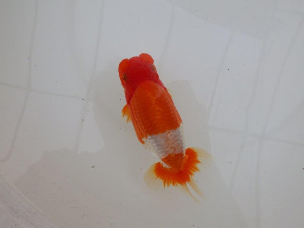 【 鉄板！！】当歳らんちゅう　東大関系統　約15,5㎝  メス？の上身