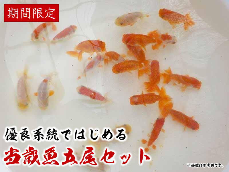 らんちゅう飼育環境全般のよくあるご質問 らんちゅうの販売 通販 三共組