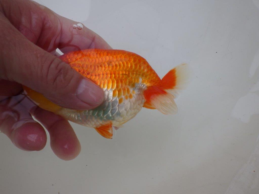 【激レア入荷全国トップブリーダー山田芳人氏 】飼い込みお勧め当歳らんちゅう約12,5㎝オス?