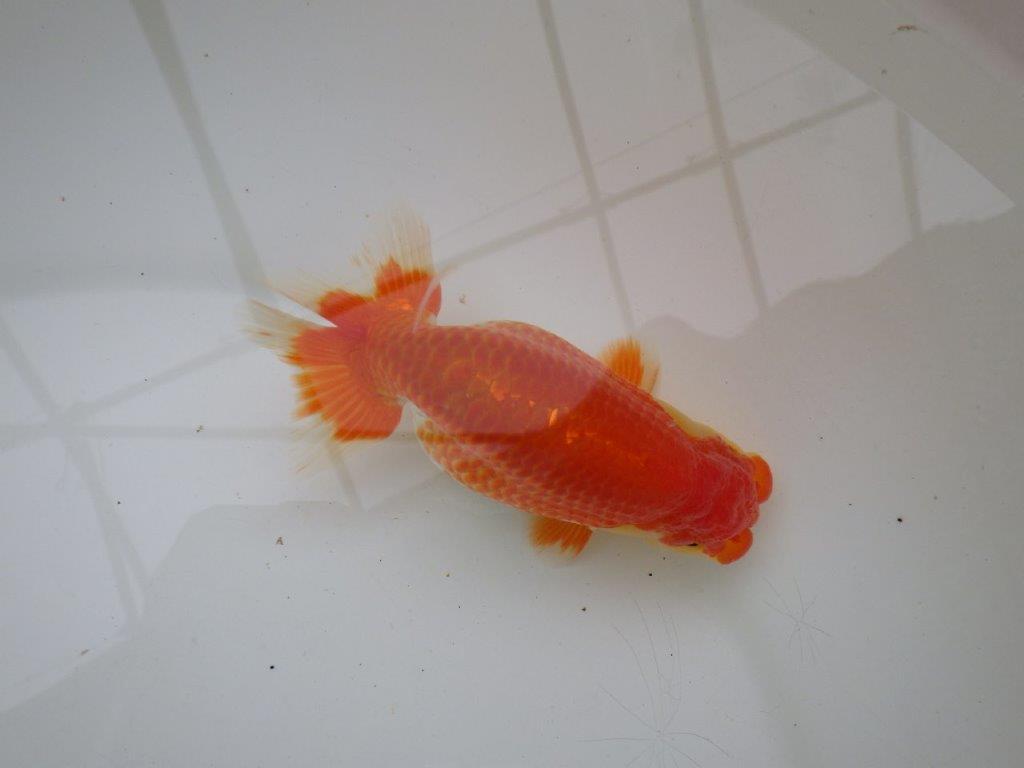 【激レア入荷全国トップブリーダー山田芳人氏 】飼い込みお勧め当歳らんちゅう約12,5㎝オス?