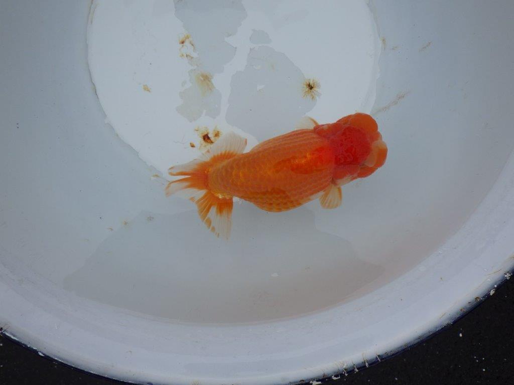 【 志摩紅鱗会 二歳魚の部】 前頭 入賞魚 約19㎝  オス?