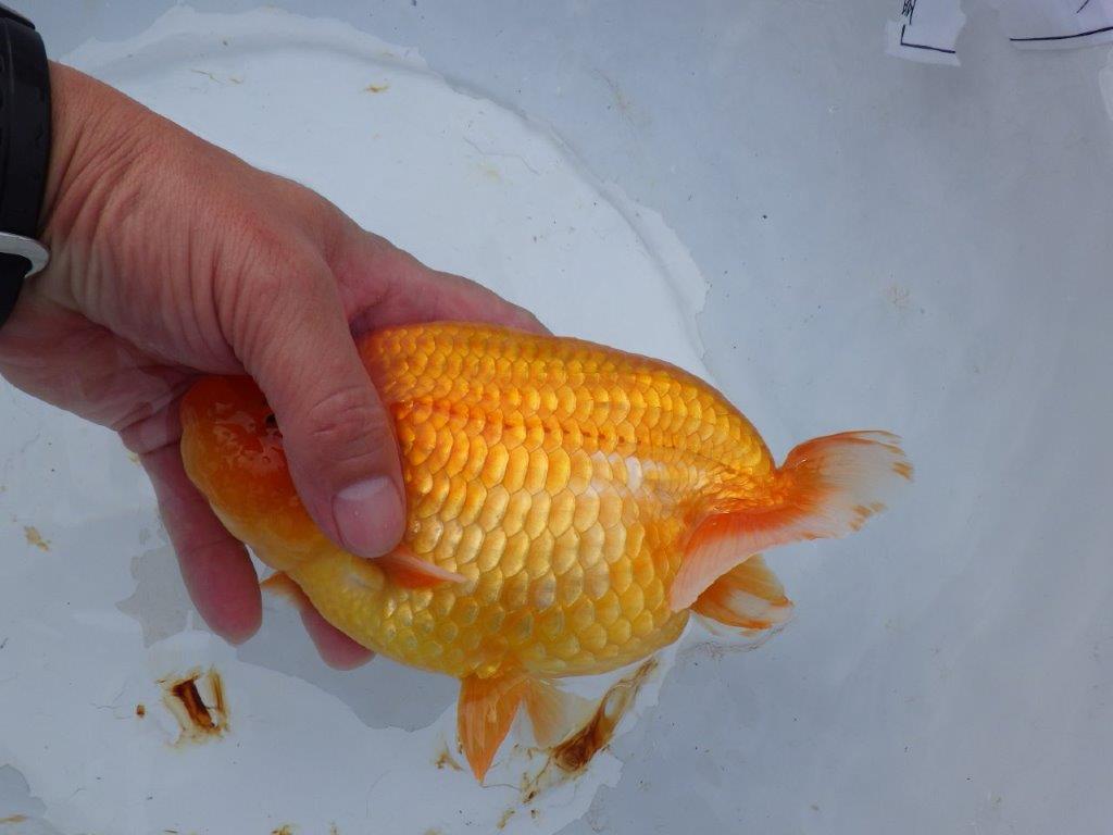 【 志摩紅鱗会 二歳魚の部】 前頭 入賞魚 約19㎝  オス?