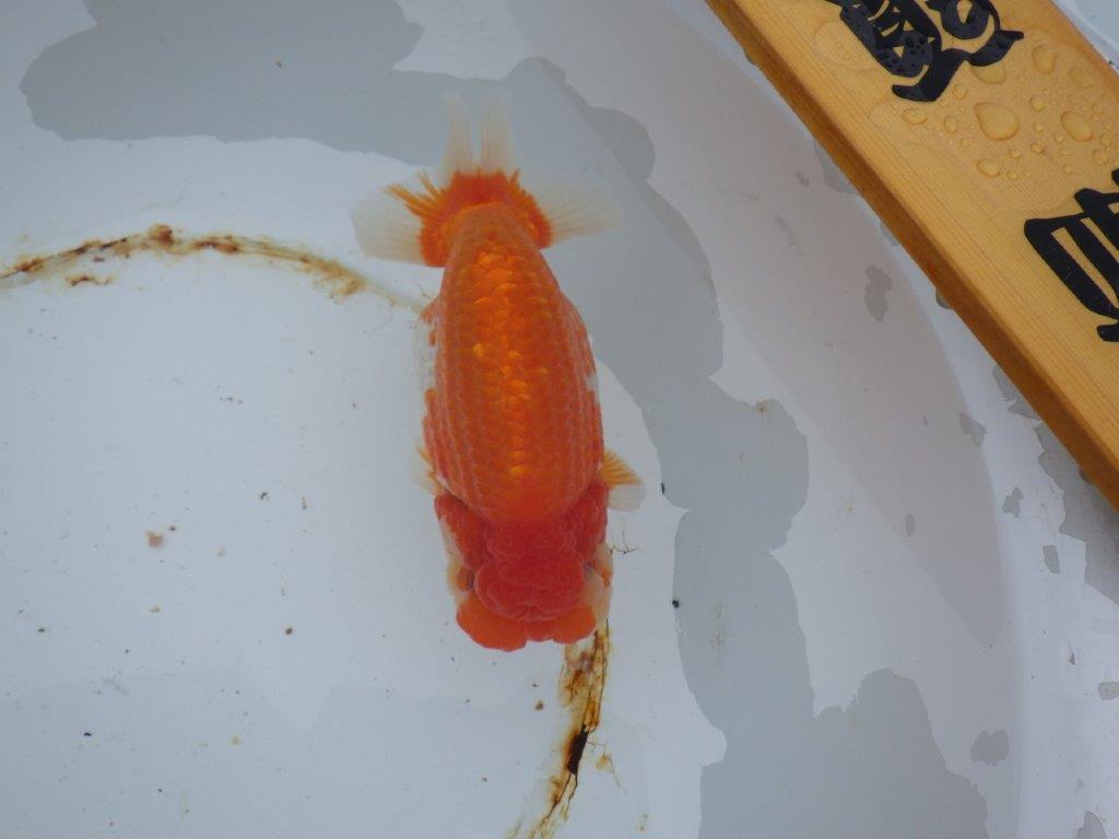 【 志摩紅鱗会 二歳魚の部】 西前頭三 入賞魚 約17㎝  メス?