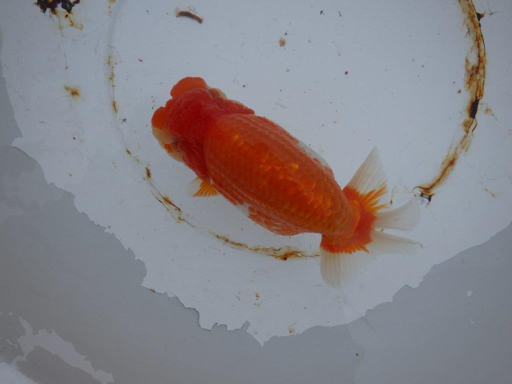 【 志摩紅鱗会 二歳魚の部】 西前頭三 入賞魚 約17㎝  メス?