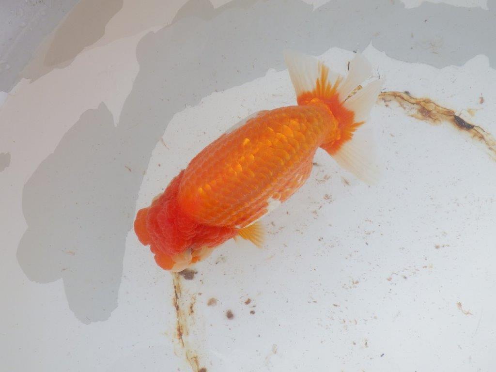 【 志摩紅鱗会 二歳魚の部】 西前頭三 入賞魚 約17㎝  メス?