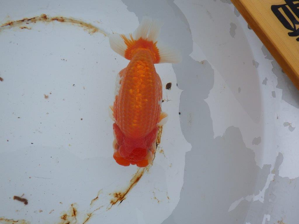 【 志摩紅鱗会 二歳魚の部】 西前頭三 入賞魚 約17㎝  メス?