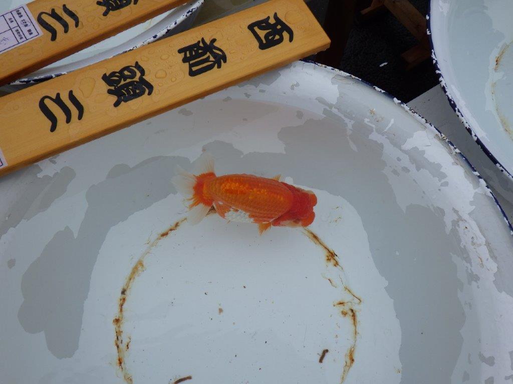 【 志摩紅鱗会 二歳魚の部】 西前頭三 入賞魚 約17㎝  メス?
