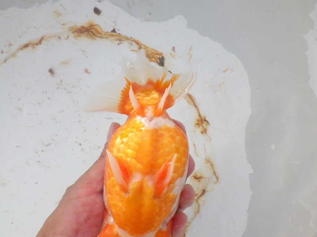 【 志摩紅鱗会 二歳魚の部】 西前頭三 入賞魚 約17㎝  メス?