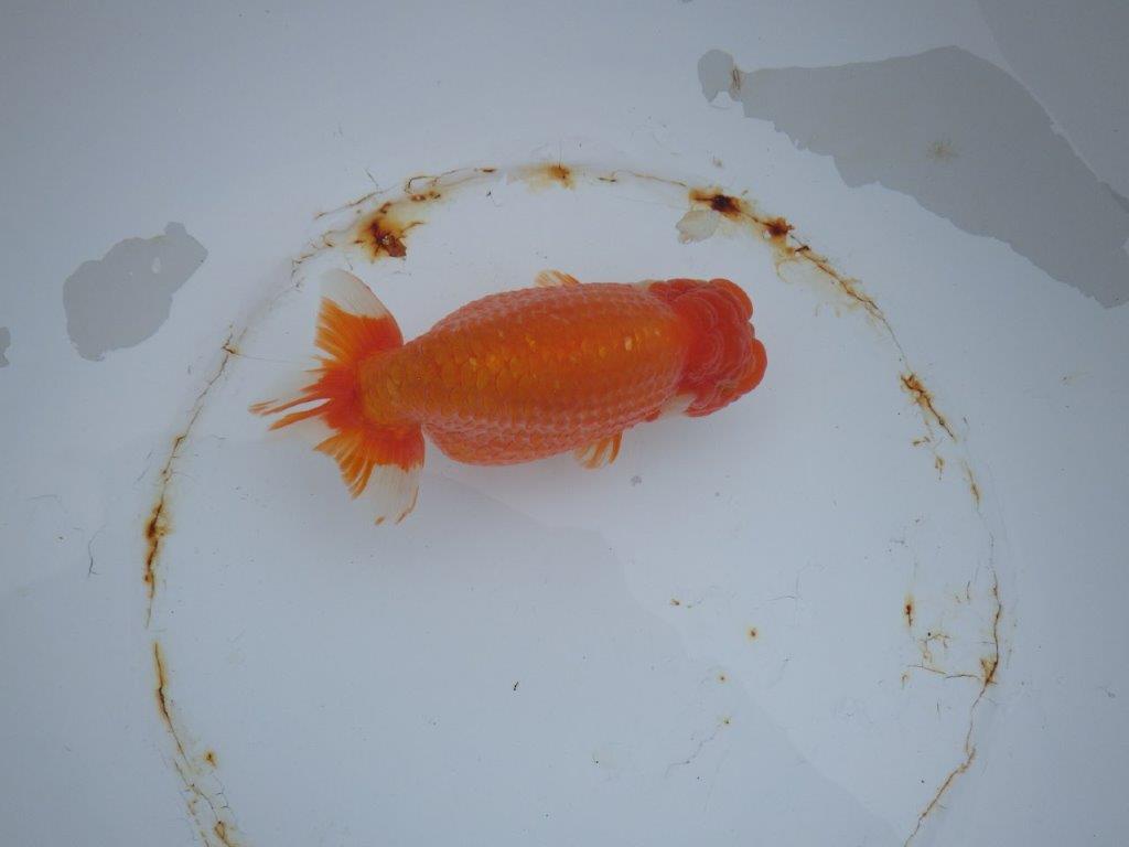 【 志摩紅鱗会 二歳魚の部】 東前頭一 入賞魚 約15,5㎝  オス?